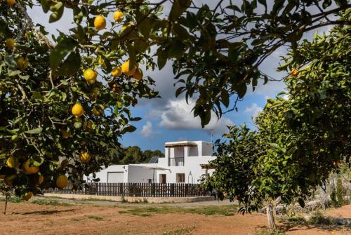 Los Naranjos gîte à louer Golf de Ibiza