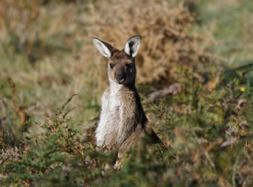 Southern Ocean Retreats - Deep Creek National Park