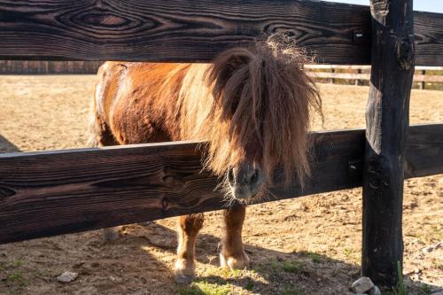 Potcoava Mountain Hideaway - Runcu