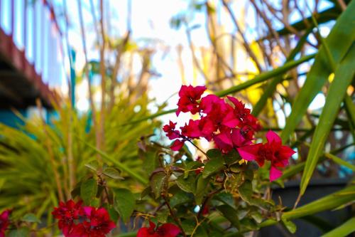 Dahab Hostel - image 2