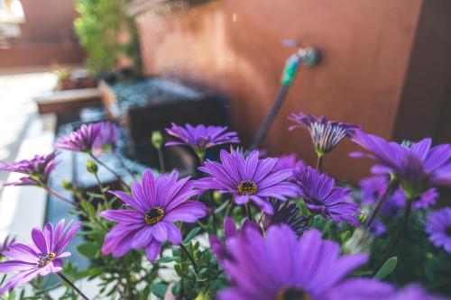 Apartamentos Turísticos La Castilleja, Córdoba (fotografie 7)
