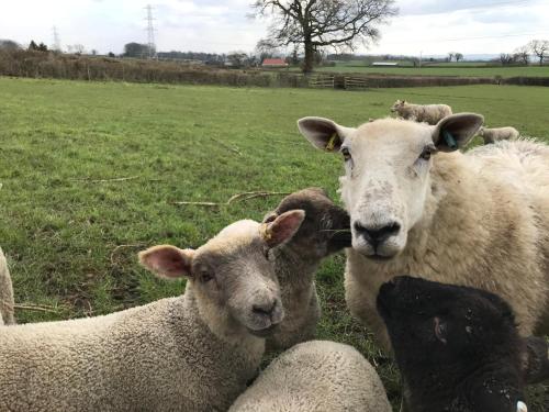 Norbin Farm – Corsham