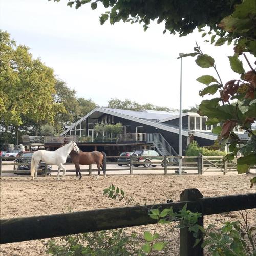 Loft aan Zee, Penthouse B&B aan de Schoorlse duinen