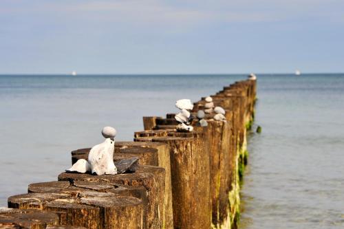 Ostsee-Ferienhaus im Grünen