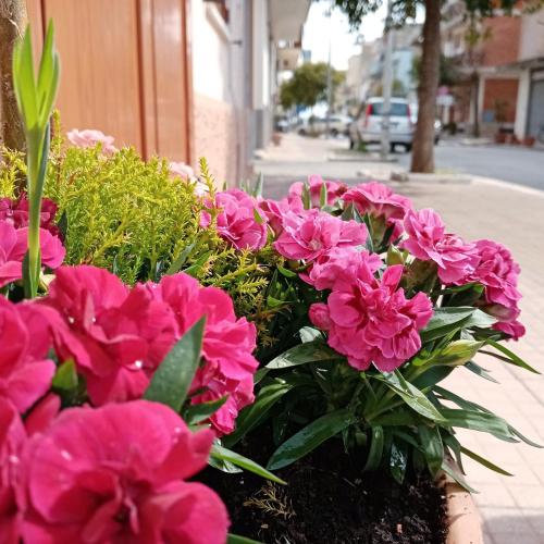 CAMARDA SUITE CAMARDA SUITE