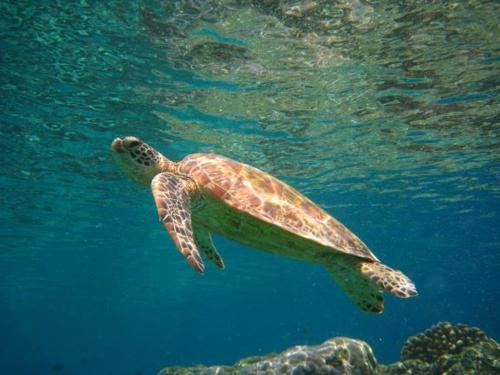 Sipadan Inn 3 Sipadan Inn 3