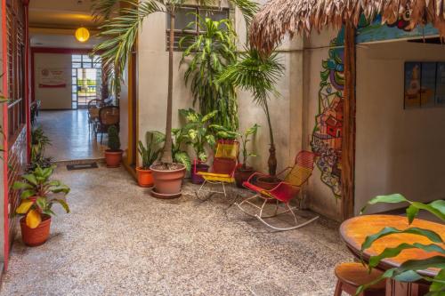 Flying Dog Hostel Iquitos in Iquitos