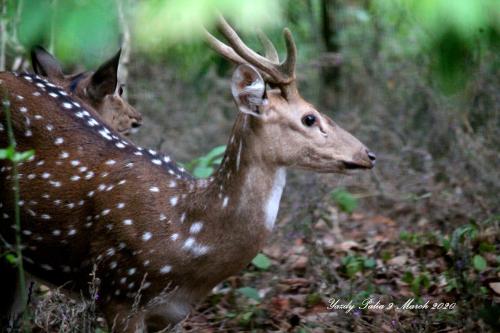 Woodside Homestay Wayanad