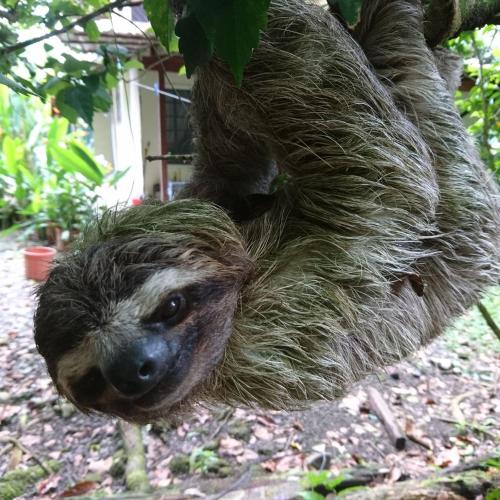 Casa Verde, Cahuita