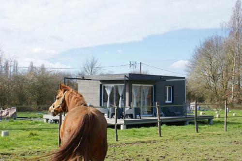 Cottage tout confort au milieu des chevaux - Apartment - Saint-Fargeau