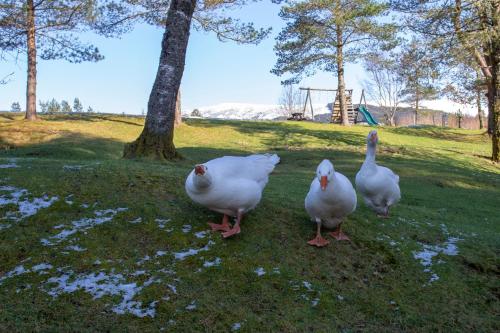 Old Pines Hotel And Restaurant – Spean Bridge
