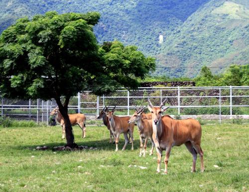 台灣糖業股份有限公司池上牧野渡假村  (Chinshang Pastoral Farm Resort) in 池上鄉