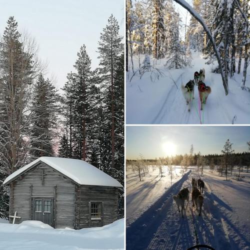 Old Pine Husky Lodge - image 2