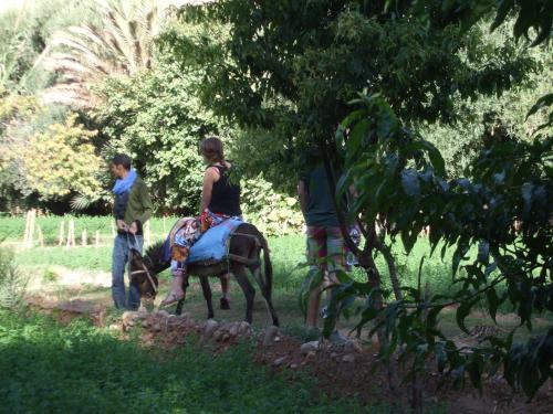 棕榈树宾馆 棕榈树宾馆