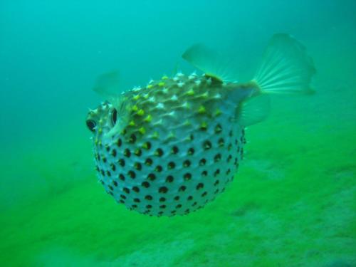 Red Sea Dive Center