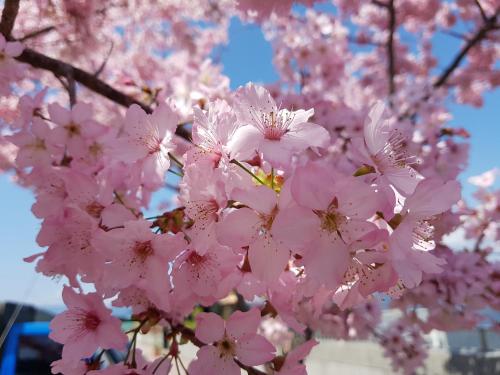 拉拉山周家渡假旅館020民宿 in 復興区（フーシン）