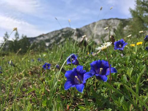 Appartement Alpenrauschen