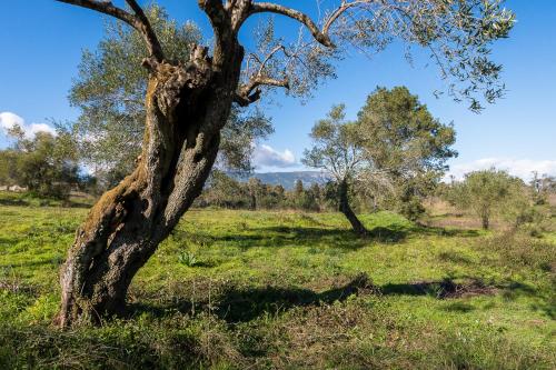 Merlyn Rooms into the nature, 100m from the beach