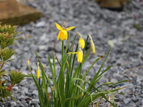Ash Cottage Llandysul - image 8