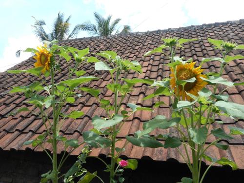 발리 Ming Homestay 2성급 싱글룸 레스토랑