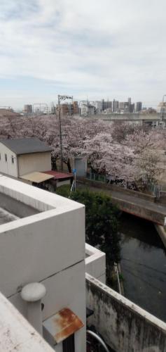 Cherry Blossom Koseicho