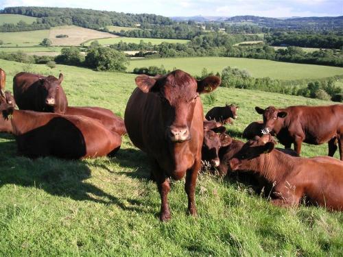 The Milking Parlour