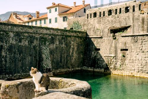 D & Sons Apartments, Kotor (fotografie 11)