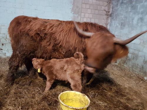 Biolandhof Dorn Highlander vom Elbdeich Biolandhof Dorn Highlander vom Elbdeich