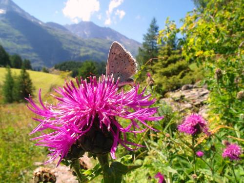 Landhaus Semmering - image 2