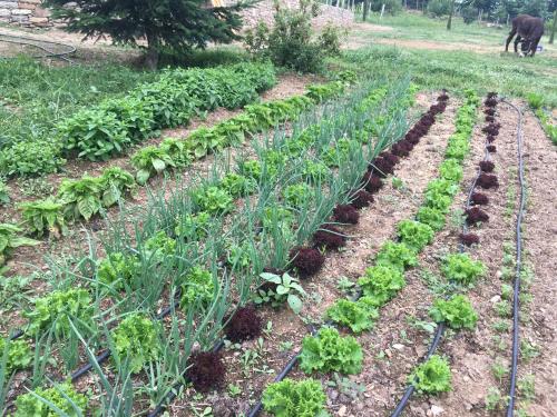 Farmhouse Karaiskos - image 13