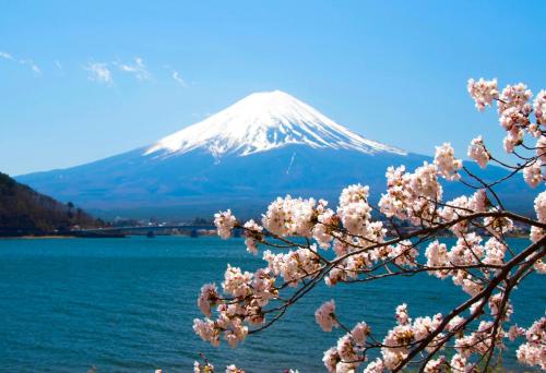 Erable Mt.Fuji "Zen"