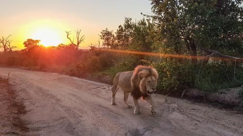 Nkorho Bush Lodge