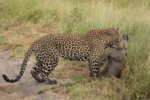 Nkorho Bush Lodge