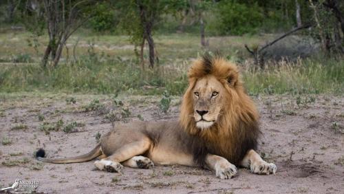 Nkorho Bush Lodge