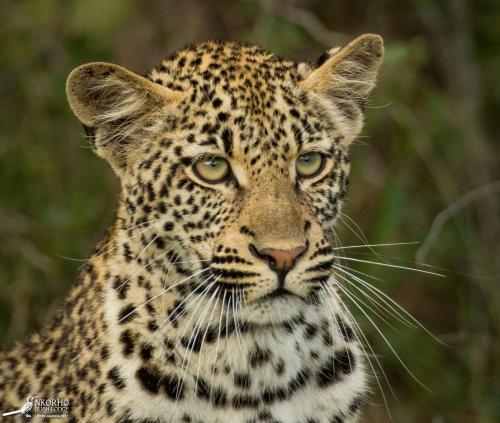 Nkorho Bush Lodge