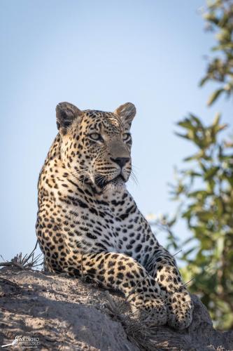 Nkorho Bush Lodge