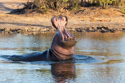 Nkorho Bush Lodge