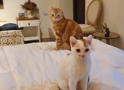貓奴宅Cat Home