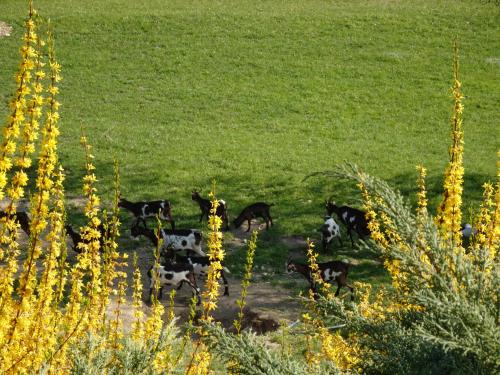 Biohof Schwanser - image 7