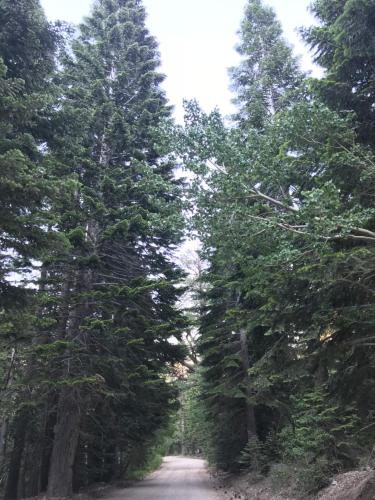 Mountainback 062 - image 4