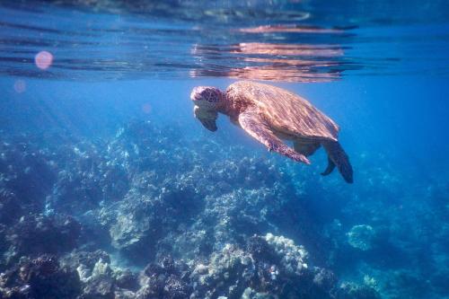 Mana Kai 410 - Ocean front at Keawakapu Beach, AC, Wailea (foto 7)
