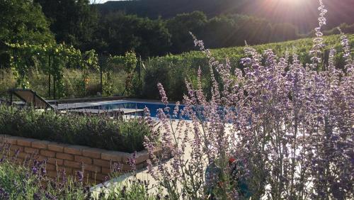 . cottage with private swimming pool