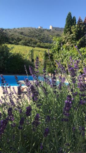 cottage with private swimming pool, Pavlov (photo 4)