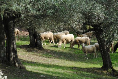 Country House Villa Poggiolo - image 9