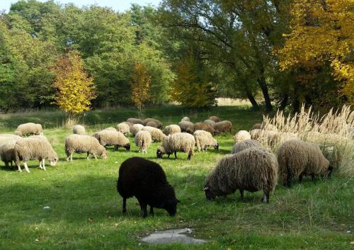 Gut am See - image 8