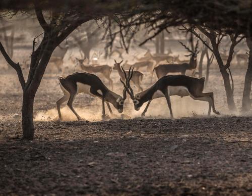 Anantara Sir Bani Yas Island Al Sahel Villas