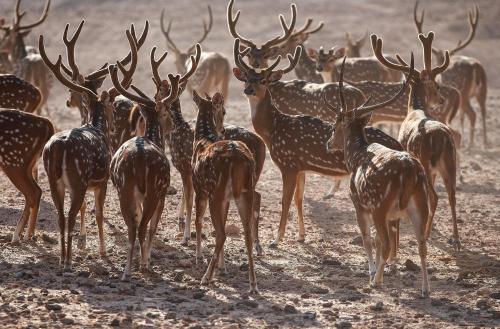 Anantara Sir Bani Yas Island Al Sahel Villa Resort