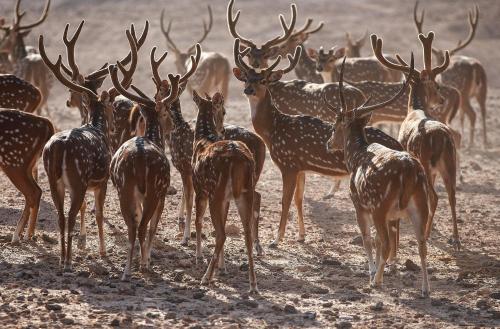 Anantara Sir Bani Yas Island Al Sahel Villas