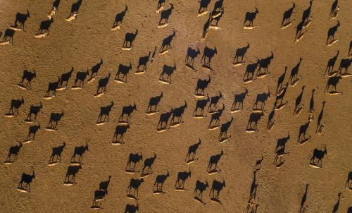 Anantara Sir Bani Yas Island Al Sahel Villas