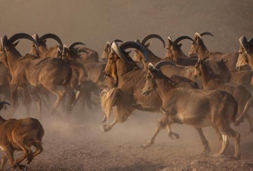 Anantara Sir Bani Yas Island Al Sahel Villas